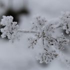 Winter an der Ostsee II