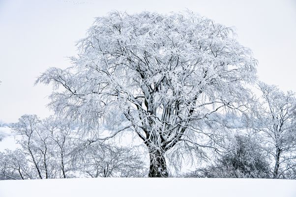 Winter an der Schlei