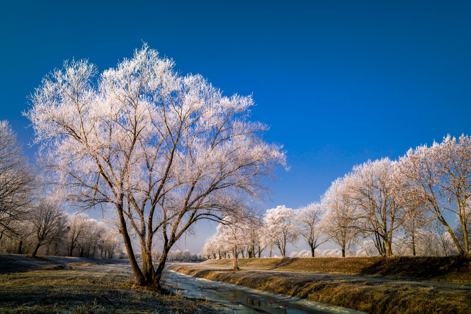 Winter an der Schwarzen Elster