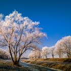 Winter an der Schwarzen Elster