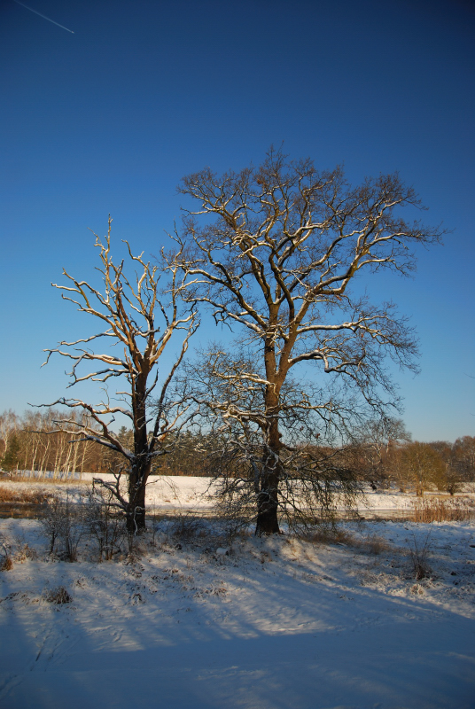 Winter an der Schwarzen Elster