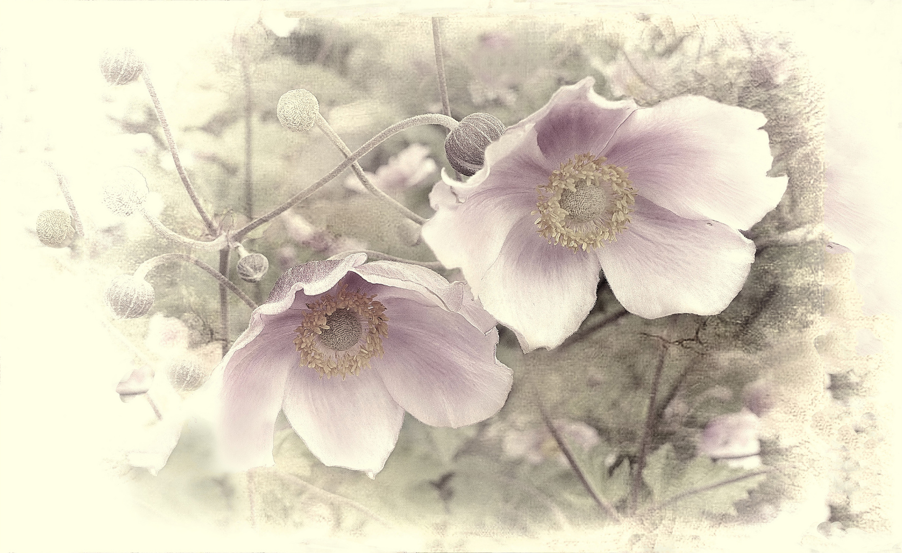 Winter Anemonas   