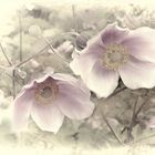 Winter Anemonas   