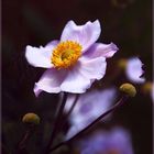  Winter Anemone 