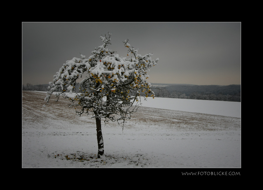 Winter Apfel #1