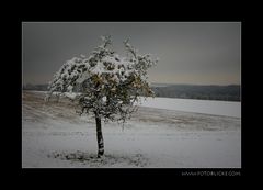 Winter Apfel #1