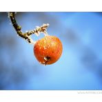 Winter Apfel #1