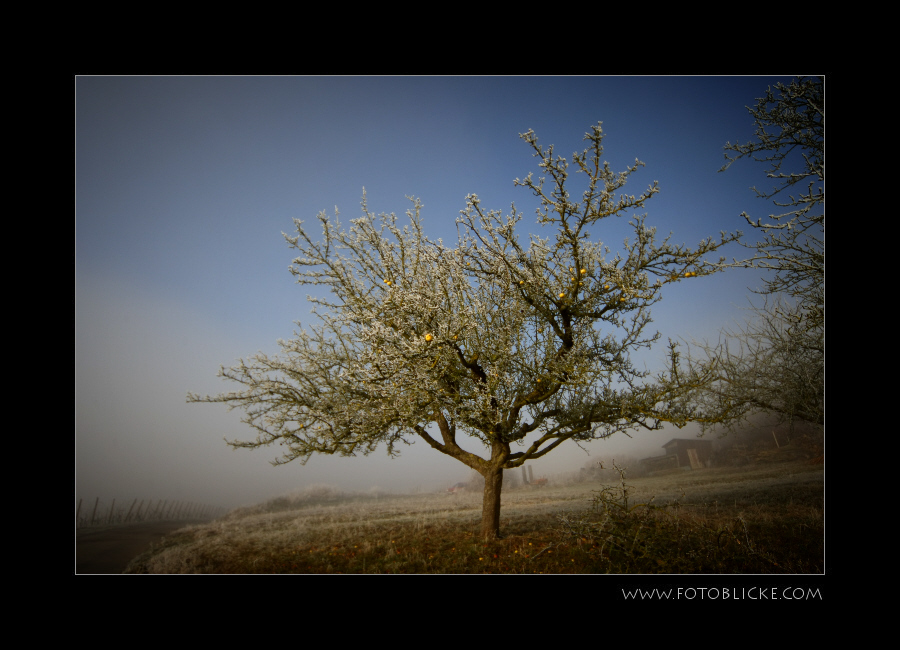 Winter Apfel