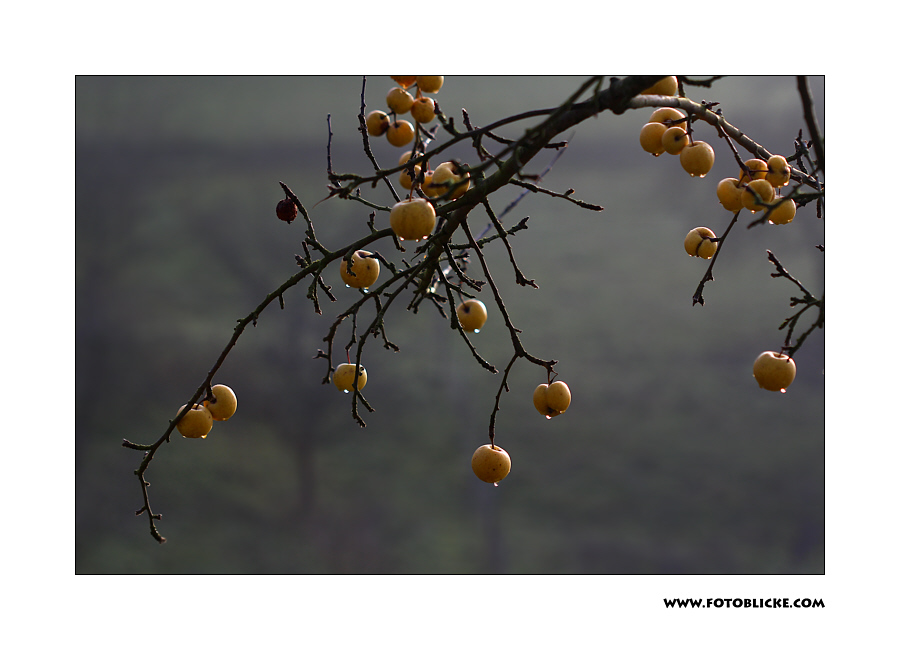 Winter Apfel