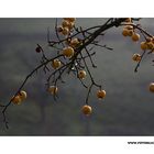 Winter Apfel
