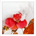 Winter-Apfel