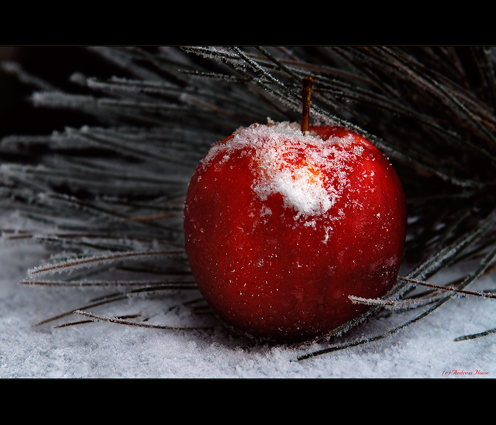 " Winter-Apfel "