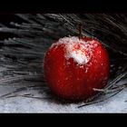 " Winter-Apfel "