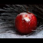 " Winter-Apfel "