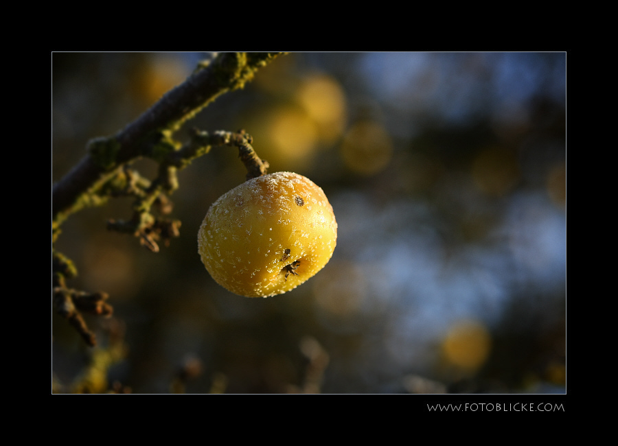 Winter Apfel