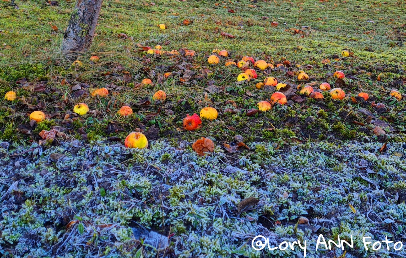 Winter apples