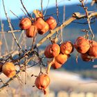 winter apples