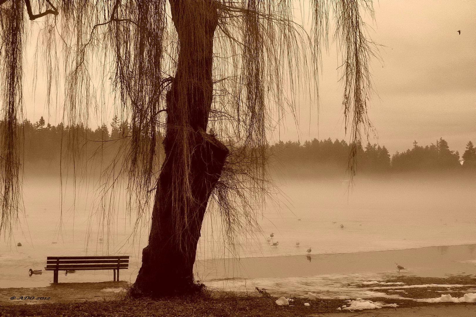 Winter at Lost Lagoon