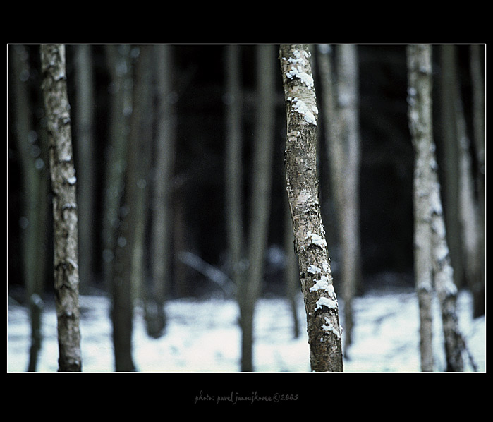 ... winter at Russian woods ...