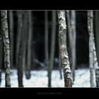 ... winter at Russian woods ...