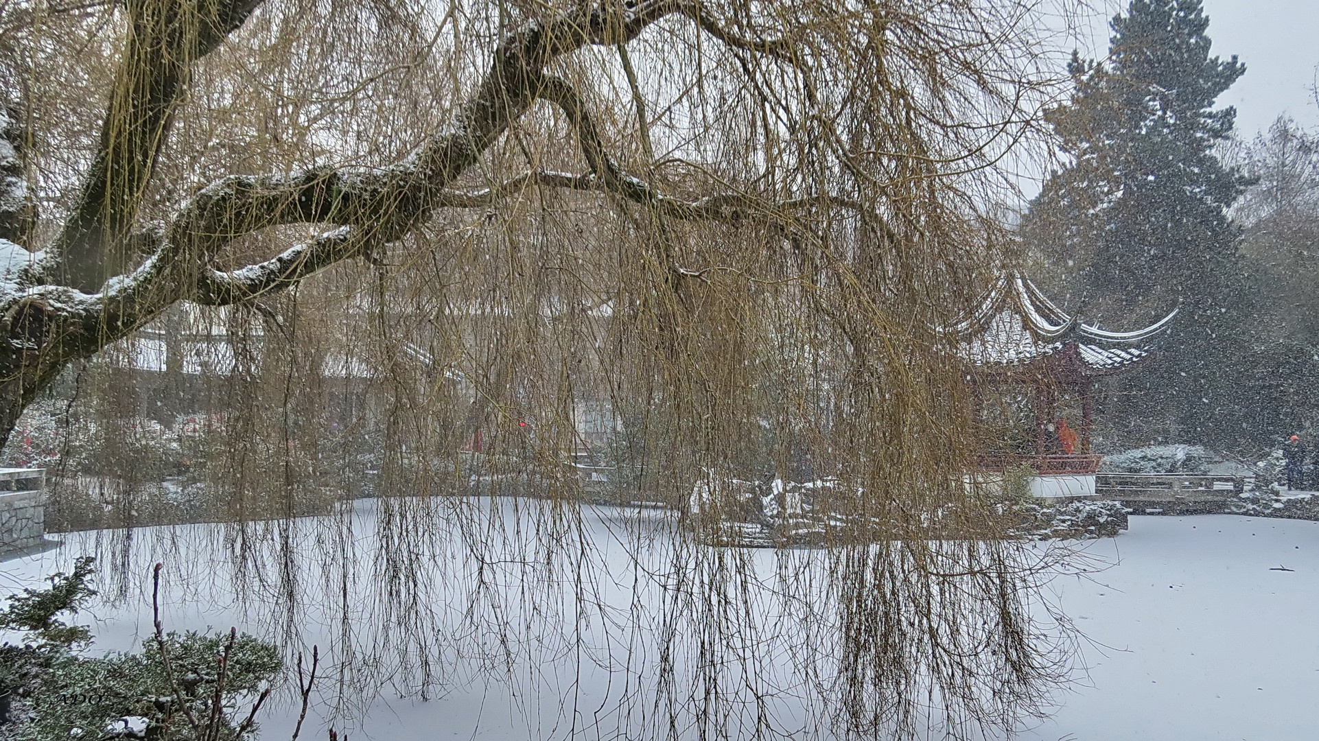 Winter at the Chinese Garden