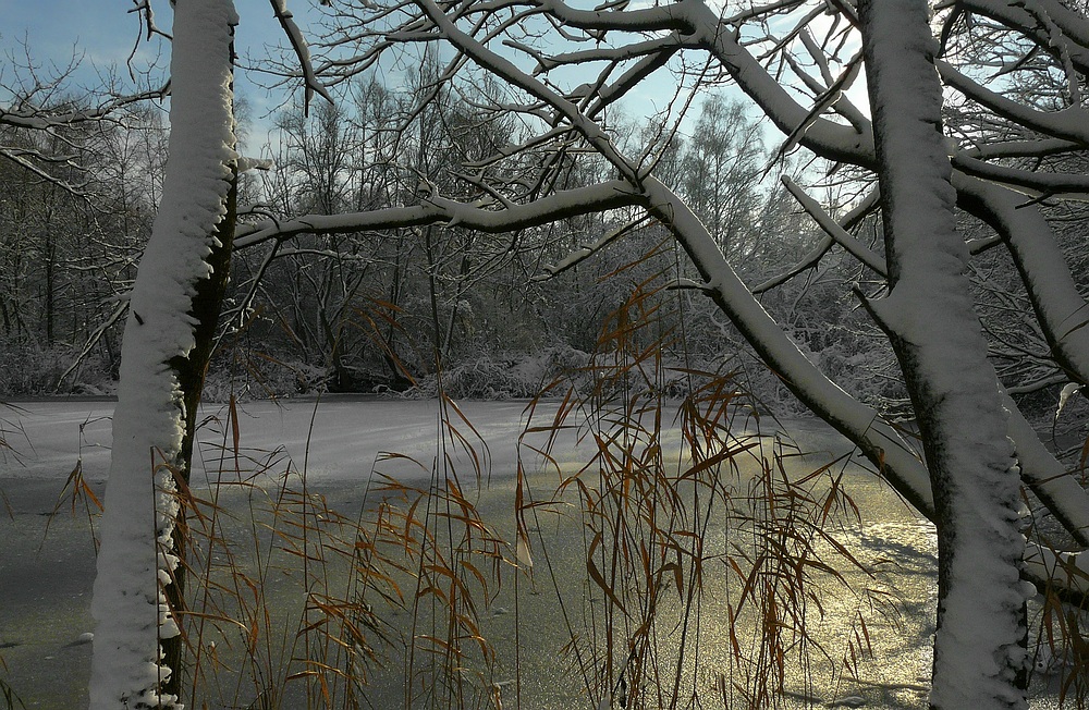 Winter at the lake (6)