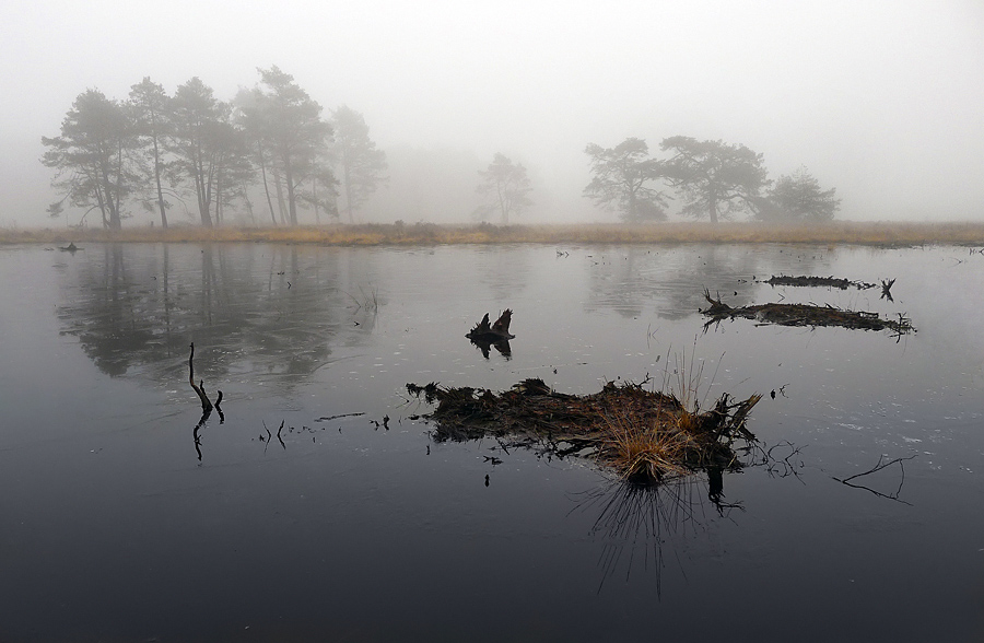 Winter at the moor.