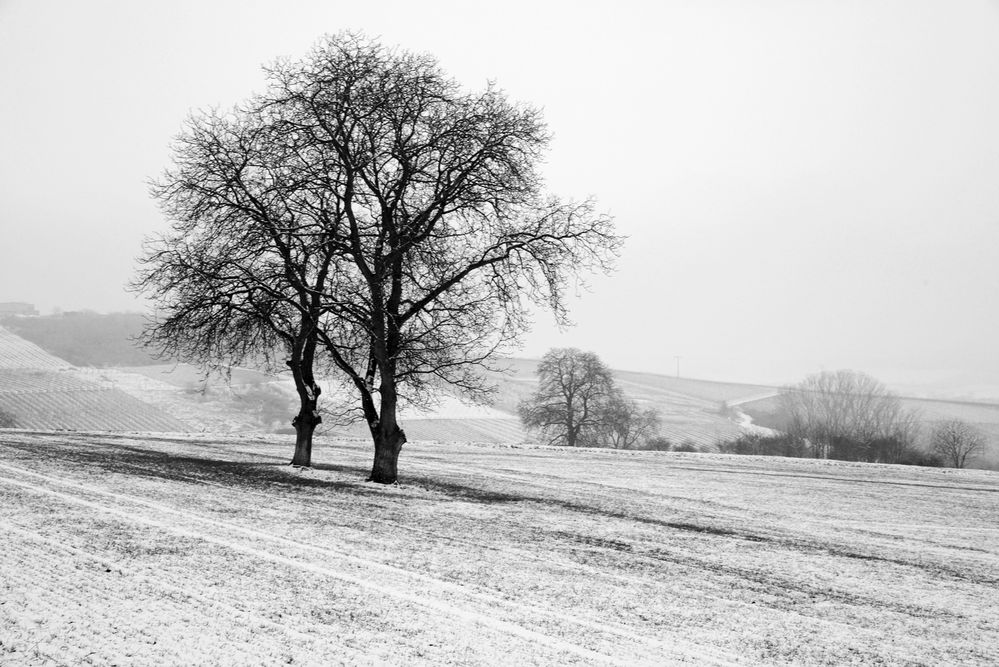 Winter auch in Rheinhessen...