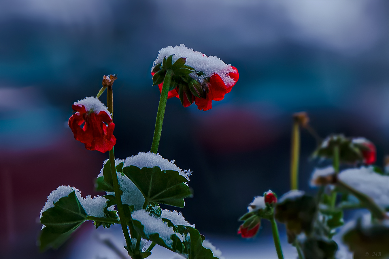 Winter auf Balkonien