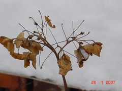 Winter auf Blumen