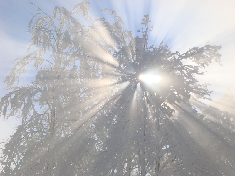 Winter auf dem Albis (Januar 2009)