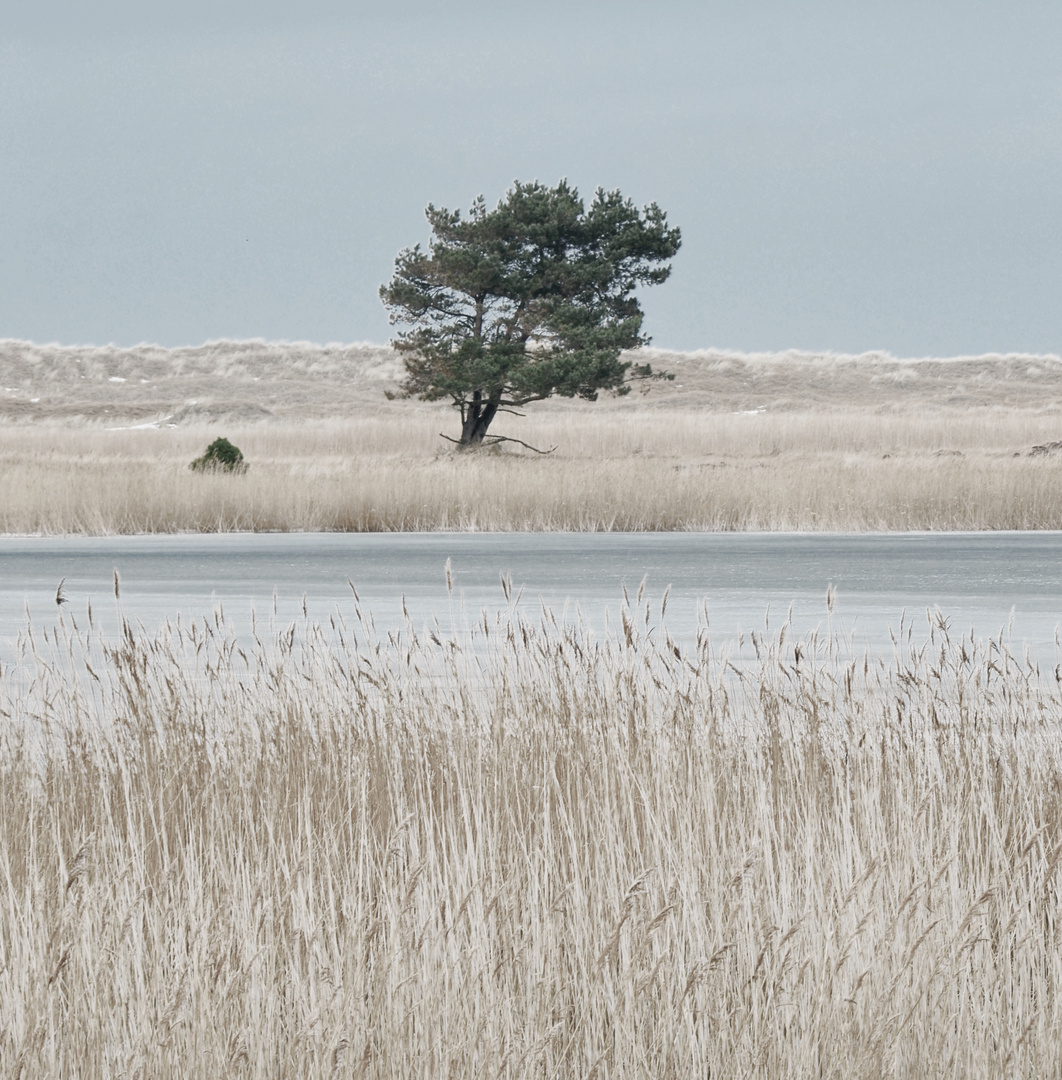 Winter auf dem Darß