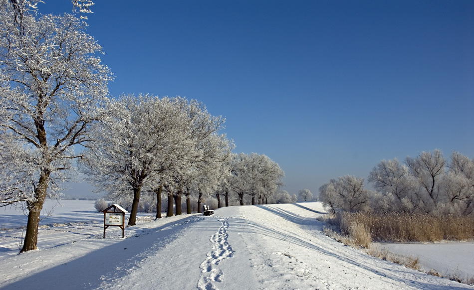 Winter auf dem Deich