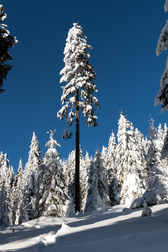 Winter auf dem Dreisesselberg 3