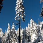 Winter auf dem Dreisesselberg 3