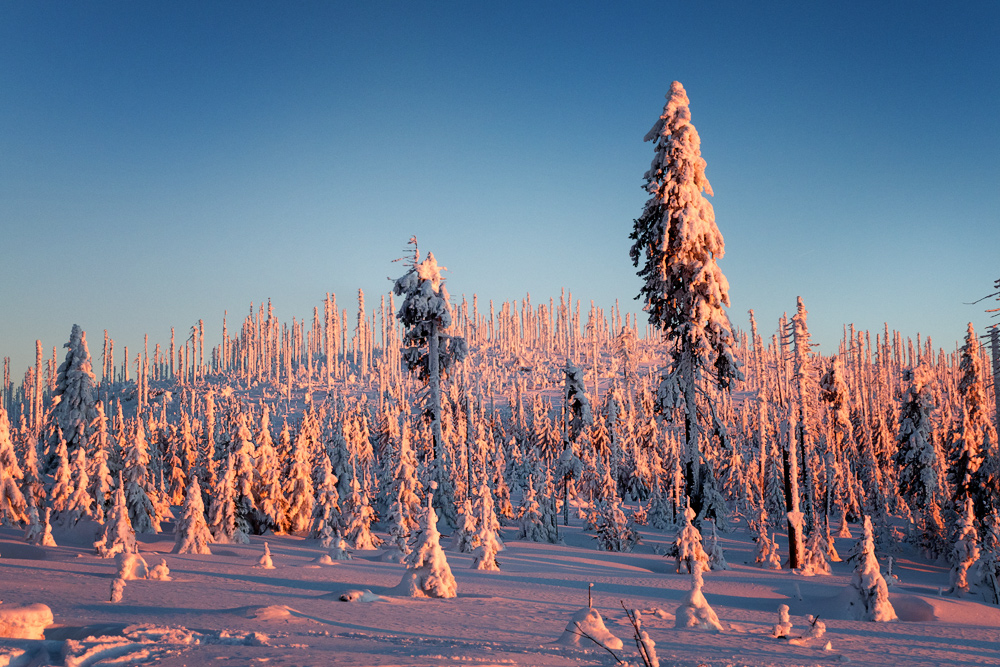 Winter auf dem Dreisesselberg 6