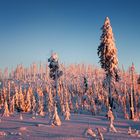 Winter auf dem Dreisesselberg 6