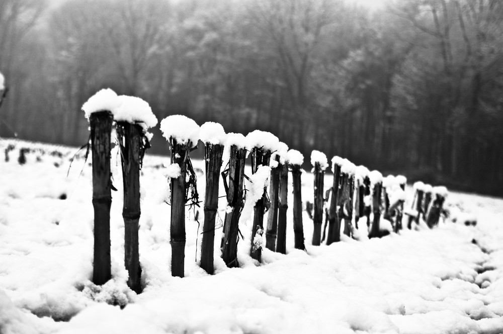 Winter auf dem Feld