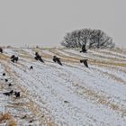 Winter auf dem Feld