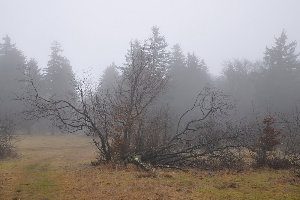 Winter auf dem Feldberg 2