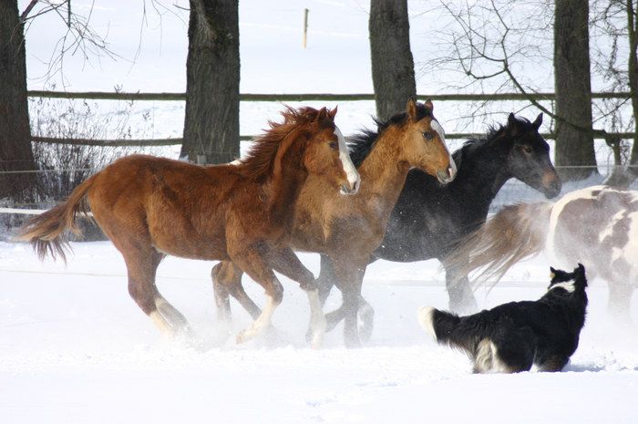 Winter auf dem Gestüt-Hof-Boxberg