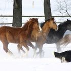 Winter auf dem Gestüt-Hof-Boxberg