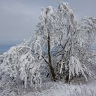 Winter auf dem Hausberg