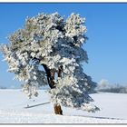 Winter auf dem Heuberg 2010