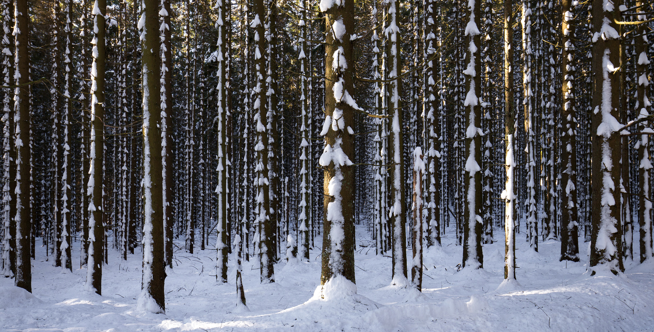 Winter auf dem Hexenstieg