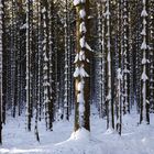 Winter auf dem Hexenstieg