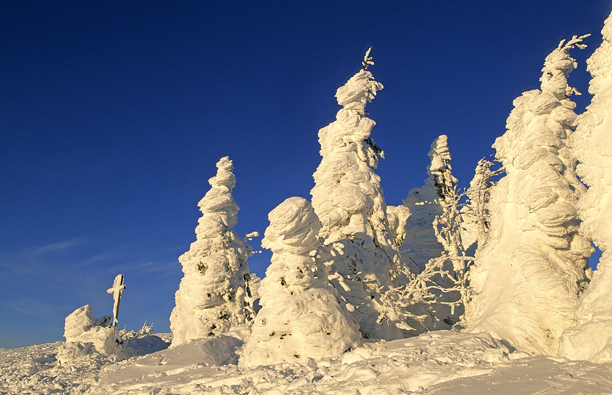 Winter auf dem Lusen ( Bay.Wald )