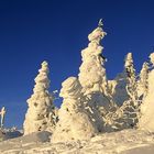 Winter auf dem Lusen ( Bay.Wald )