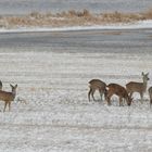 Winter auf dem Oderdeich #4