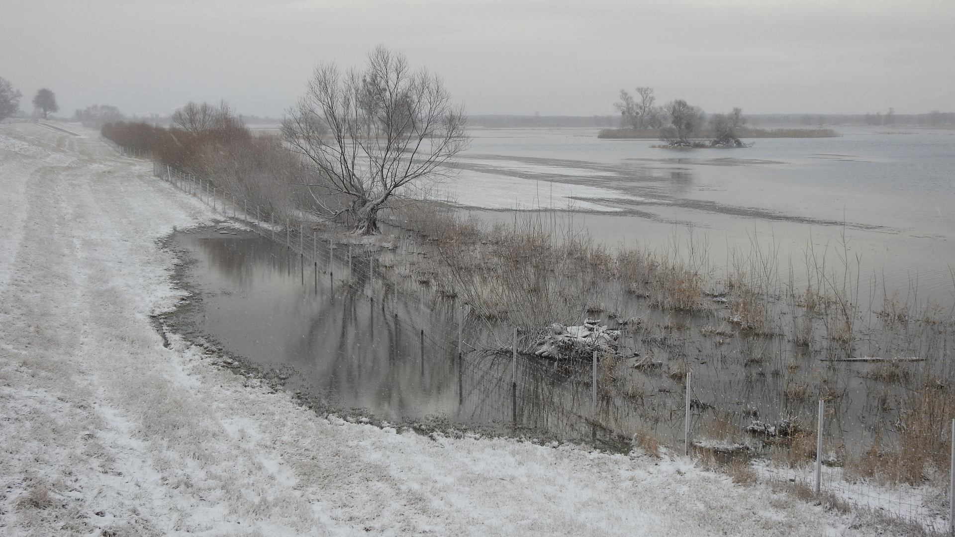 Winter auf dem Oderdeich  #5